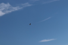 Buteo jamaicensis calurus