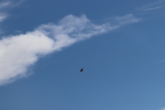 Buteo jamaicensis calurus