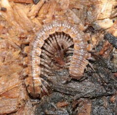 Polydesmus complanatus