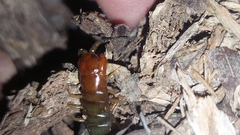 Cormocephalus