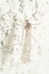 Trichocera annulata