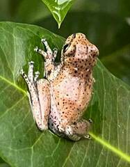 Osteopilus dominicensis