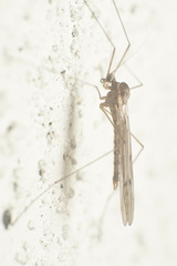 Trichocera annulata
