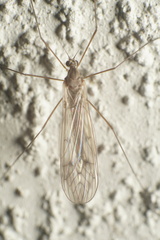 Trichocera annulata