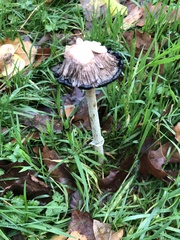 Coprinus comatus