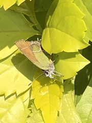 Callophrys xami