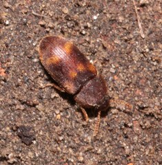 Mycetophagus quadriguttatus