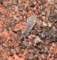 Vertagopus pseudocinereus