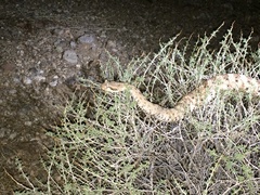 Crotalus cerastes