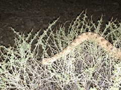 Crotalus cerastes