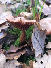 Laccaria laccata