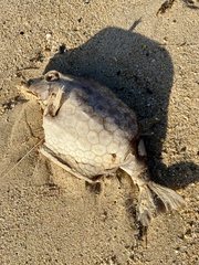 Anoplocapros inermis