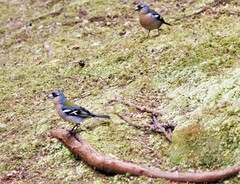 Fringilla coelebs moreletti