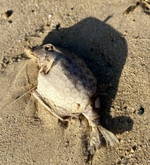 Anoplocapros inermis