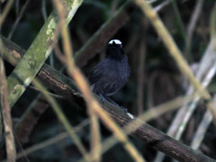 Myrmoborus leucophrys