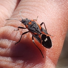 Lygaeus kalmii kalmii