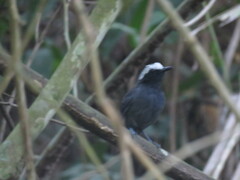 Myrmoborus leucophrys