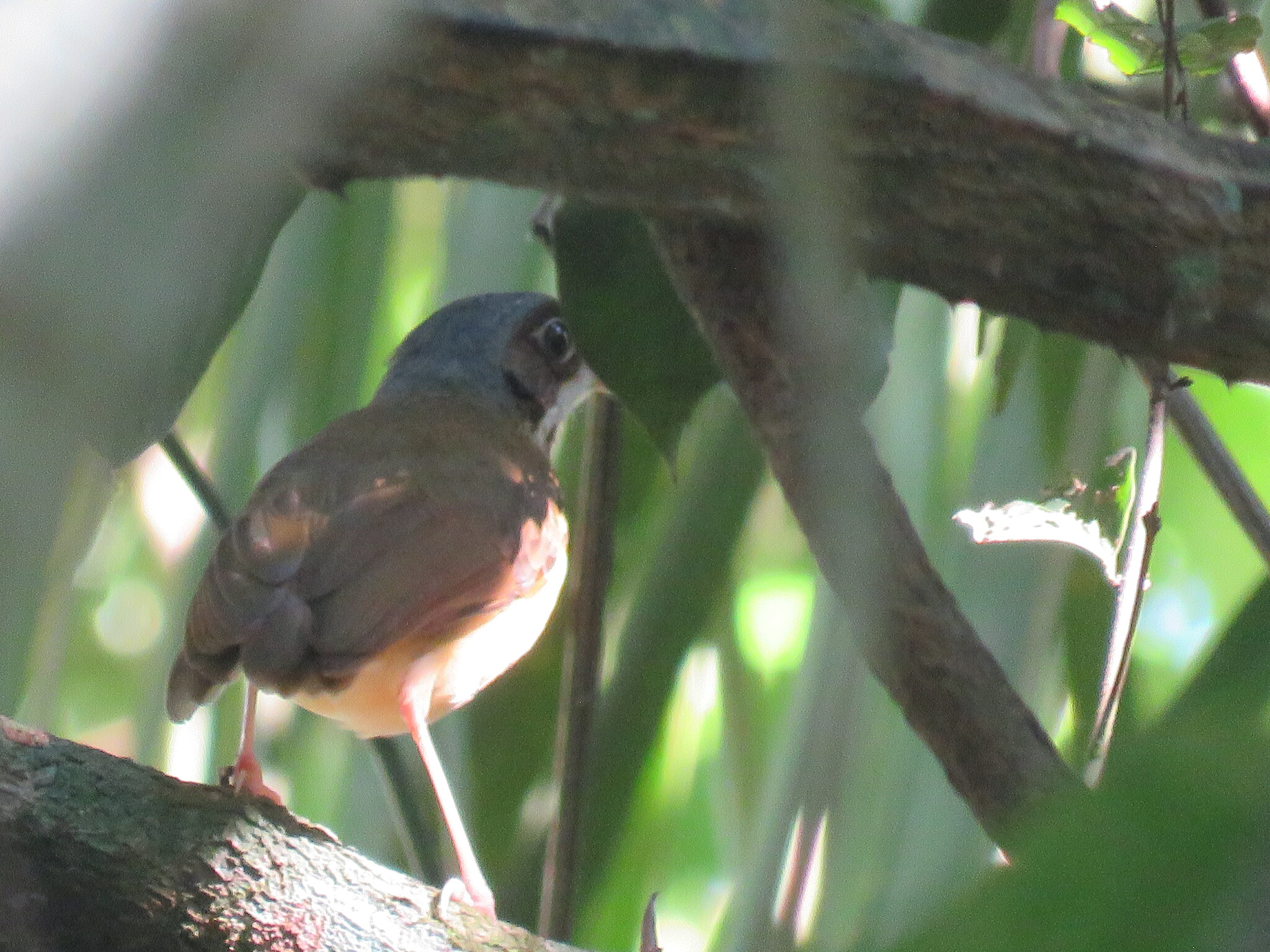 Masked Antpitta (Hylopezus auricularis), photo 3