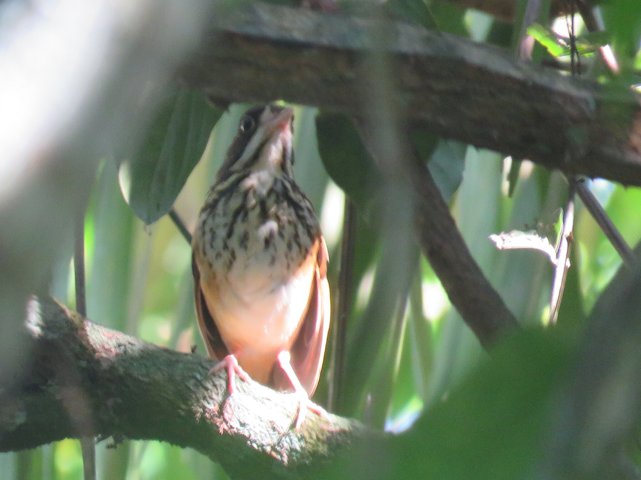 Masked Antpitta (Hylopezus auricularis), photo 4