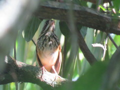 Hylopezus auricularis