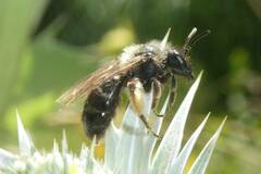 Andrena bicolor
