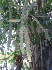 Epiphyllum phyllanthus