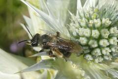 Andrena bicolor