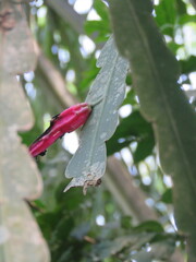 Epiphyllum phyllanthus