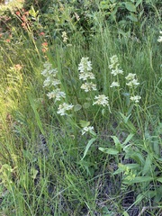 Penstemon confertus
