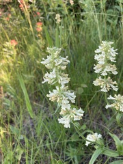 Penstemon confertus