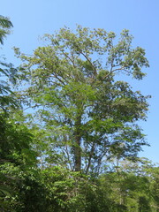 Couroupita guianensis