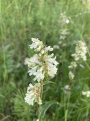 Penstemon confertus