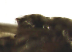 Platygaster podocarpi