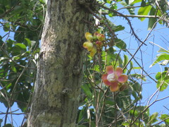 Couroupita guianensis