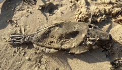 Meuschenia trachylepis