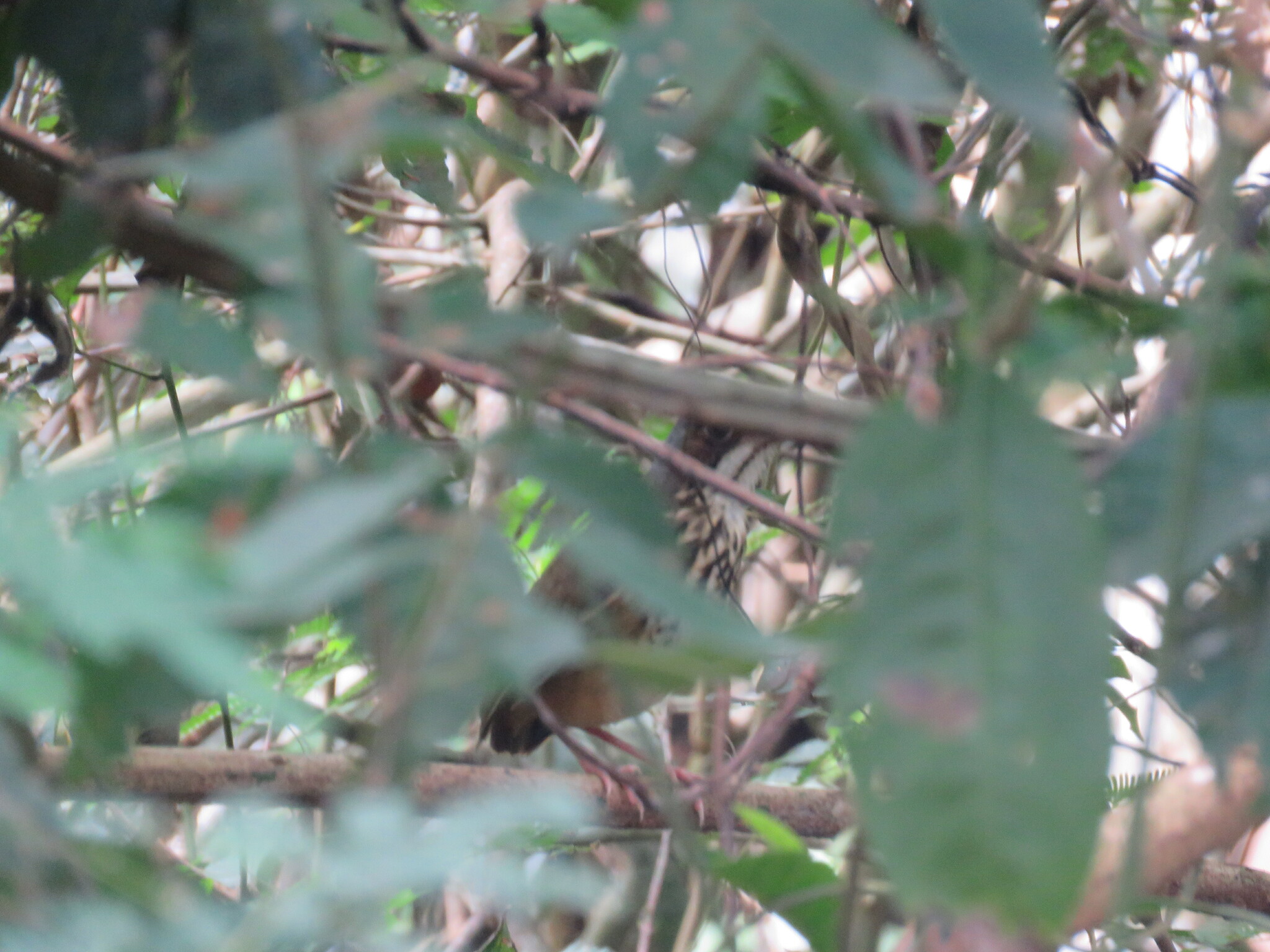 Masked Antpitta (Hylopezus auricularis), photo 2