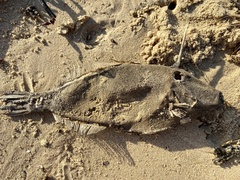 Meuschenia trachylepis