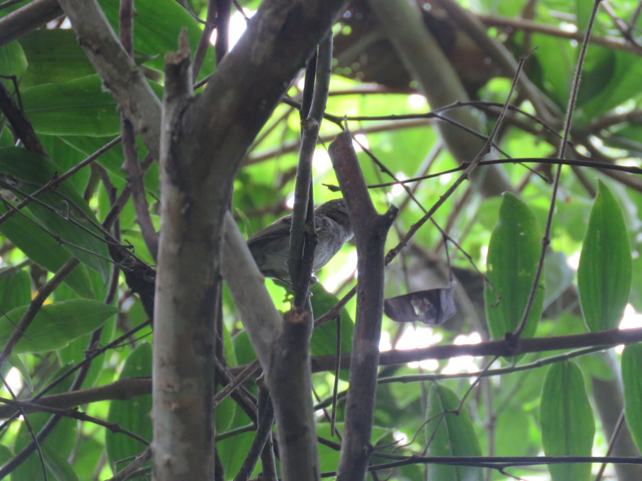 Flammulated Bamboo Tyrant (Hemitriccus flammulatus), photo 5