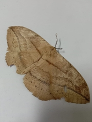 Sphingognatha asclepiades