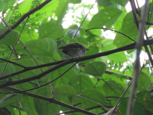 Flammulated Bamboo Tyrant (Hemitriccus flammulatus), photo 6