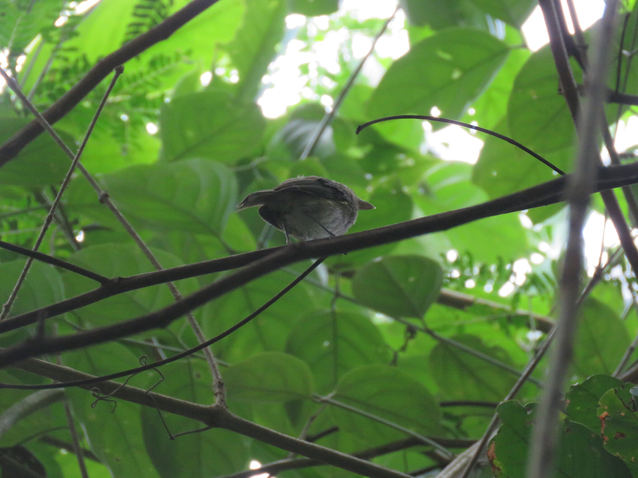 Flammulated Bamboo Tyrant (Hemitriccus flammulatus), photo 6
