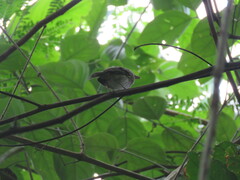 Hemitriccus flammulatus