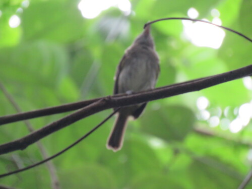 Flammulated Bamboo Tyrant (Hemitriccus flammulatus), photo 7