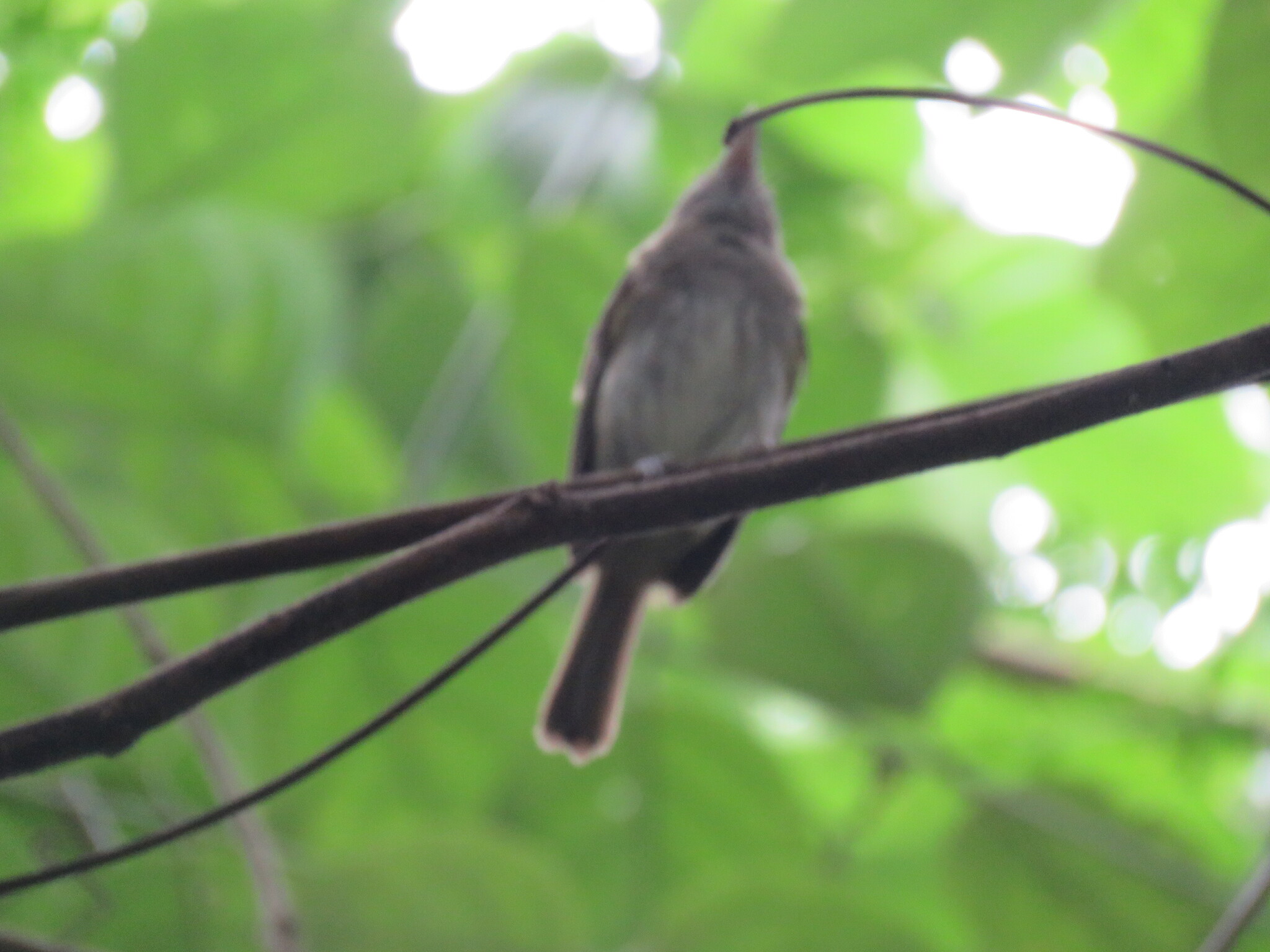 Flammulated Bamboo Tyrant (Hemitriccus flammulatus), photo 7