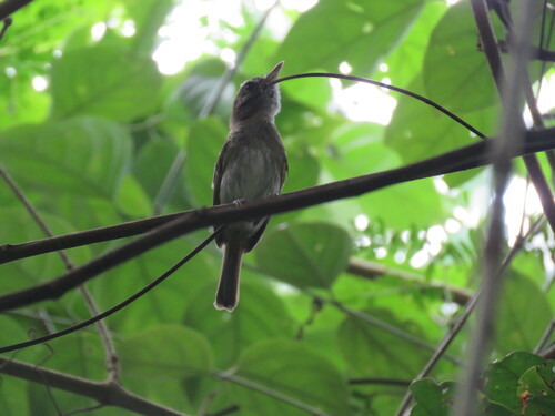 Flammulated Bamboo Tyrant (Hemitriccus flammulatus), photo 4