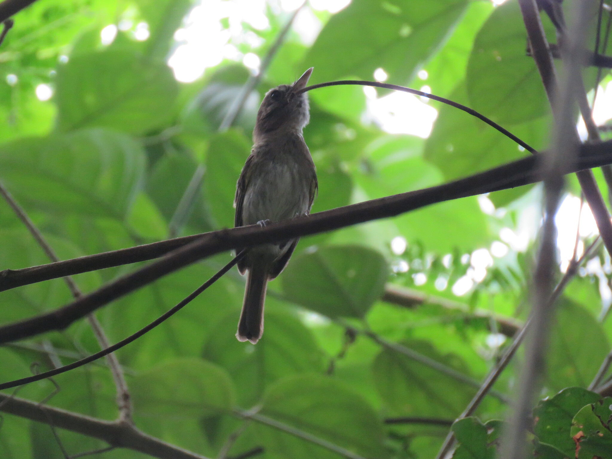 Flammulated Bamboo Tyrant (Hemitriccus flammulatus), photo 4