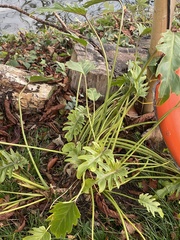 Thaumatophyllum xanadu