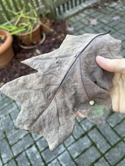 Acraspis pezomachoides