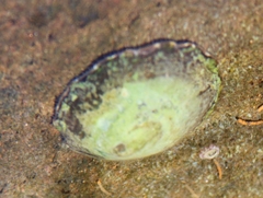 Patellidae