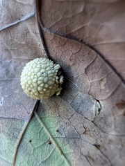 Acraspis pezomachoides